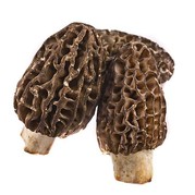 Fresh wild morel mushrooms